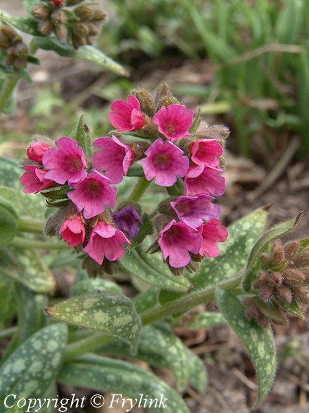 Pulmonaria longifolia ssp. cevennensis miekkaimikk�